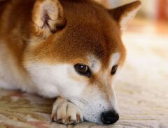犬