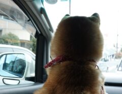 犬