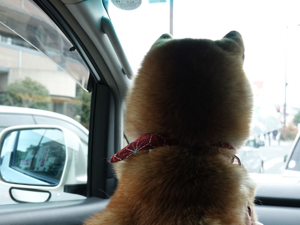 犬