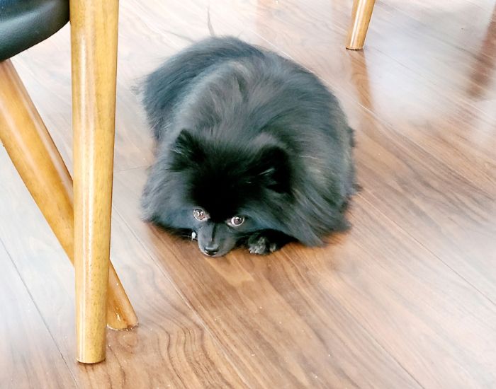黒いポメラニアンが床に寝そべってこちらを見ている写真