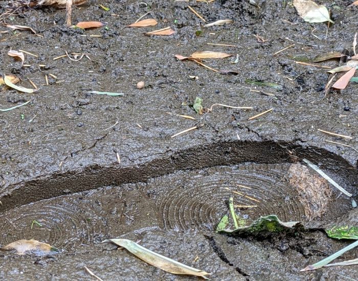 ぬかるんだ土の写真
