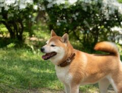 犬