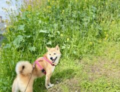 犬