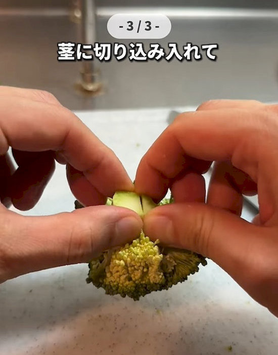 ブロッコリーを茎のほうから裂いている様子
