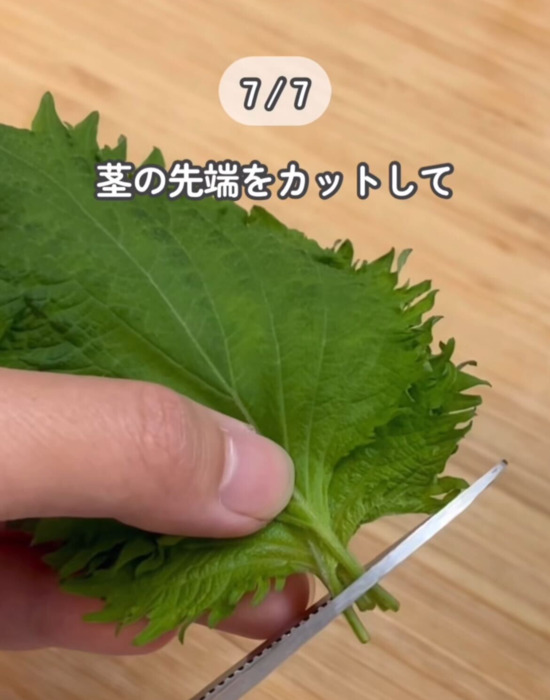 大葉の茎の先端を切っている様子