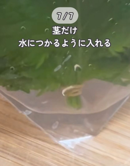 大葉の茎の先端を水に浸けている様子