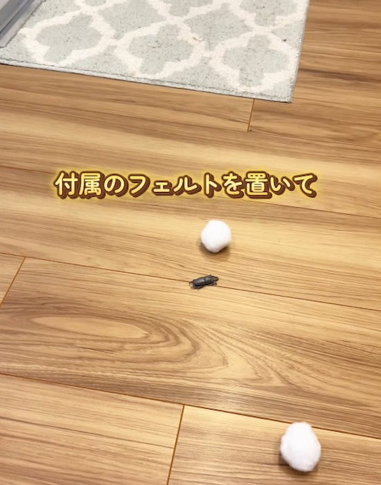 虫の近くに置いたフェルト
