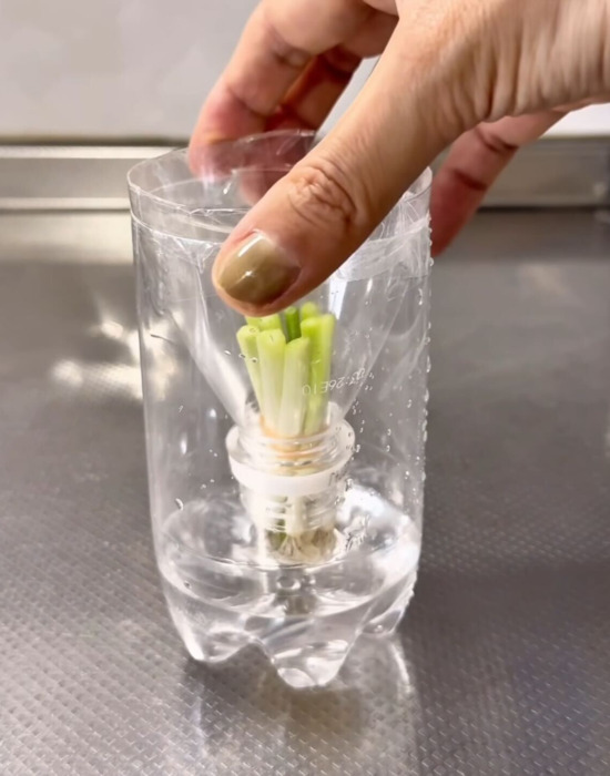 ネギと水の入ったペットボトル