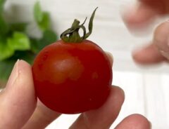 トマト