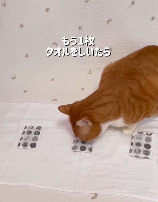 タオルの上に置かれたカイロと猫