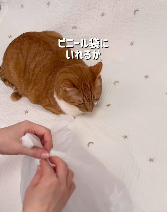 ハチミツをビニール袋に入れている様子