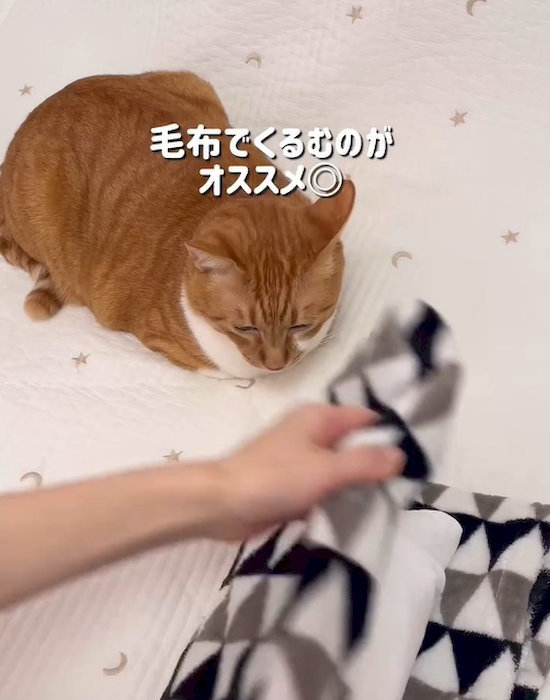 ハチミツを毛布でくるんでいる様子
