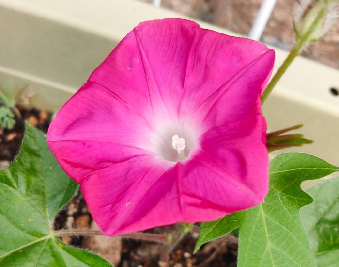 アサガオの花をズームで写した写真