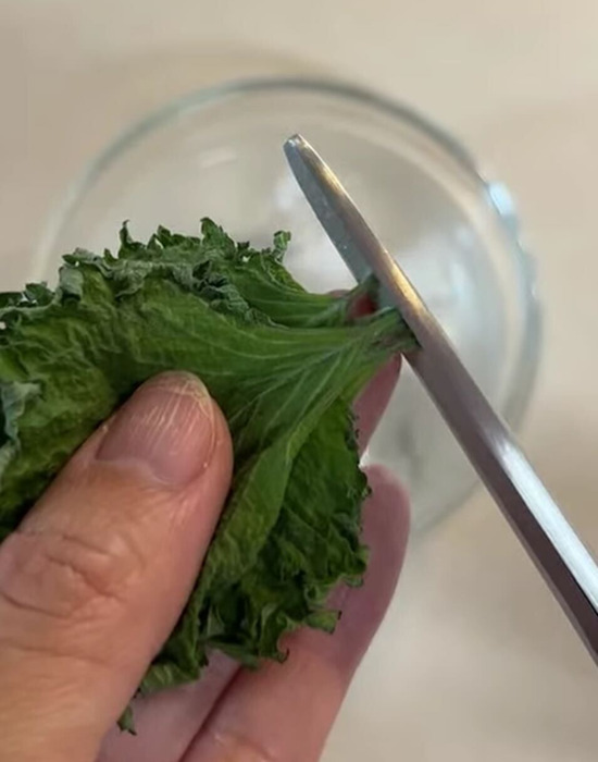 大葉の茎を切る