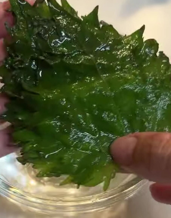 復活した大葉