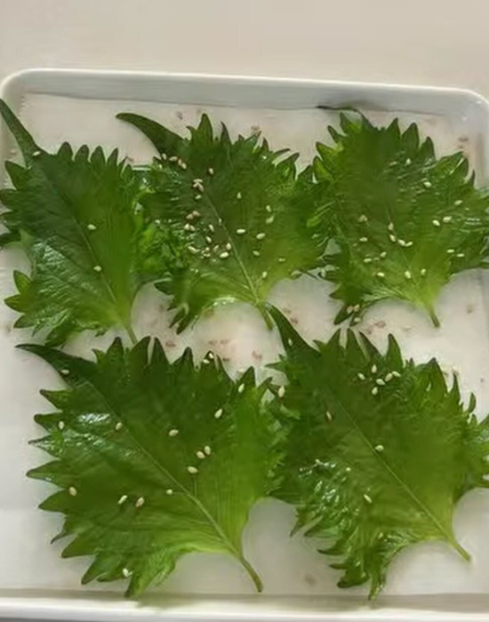 クッキングペーパーの上に並べる