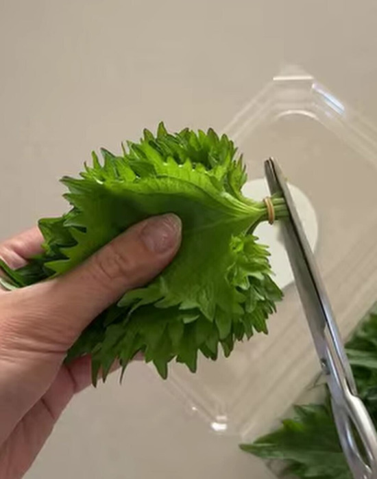 大葉の茎を切る