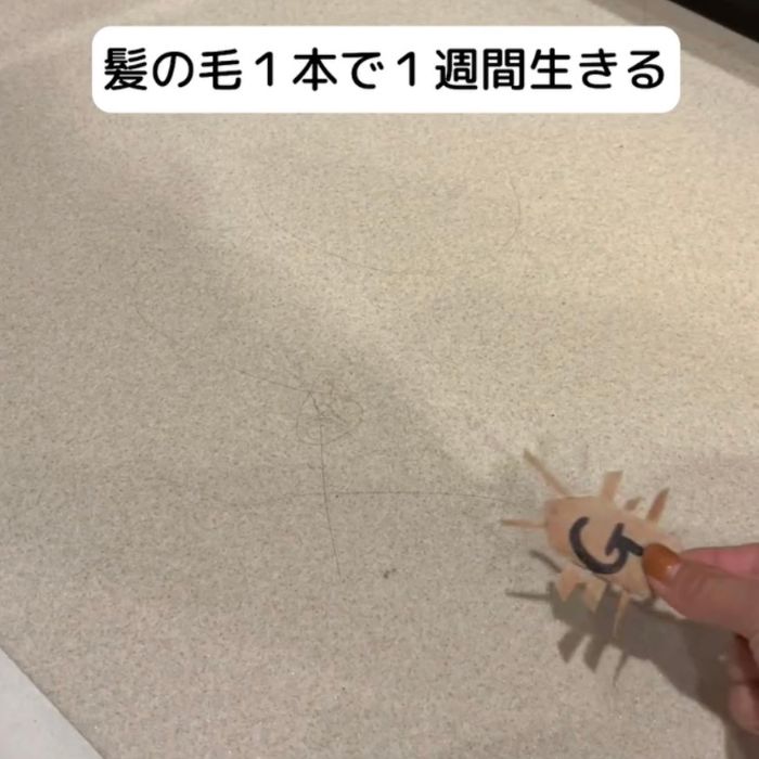 床に髪の毛が落ちている様子