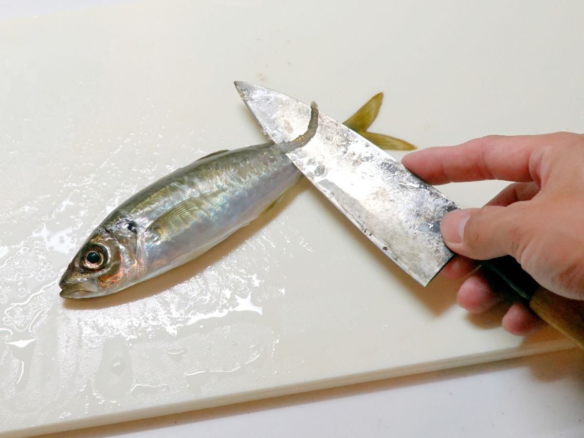 魚