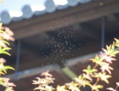 虫