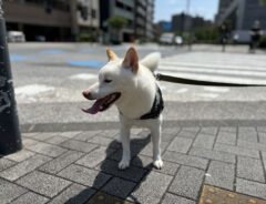 犬