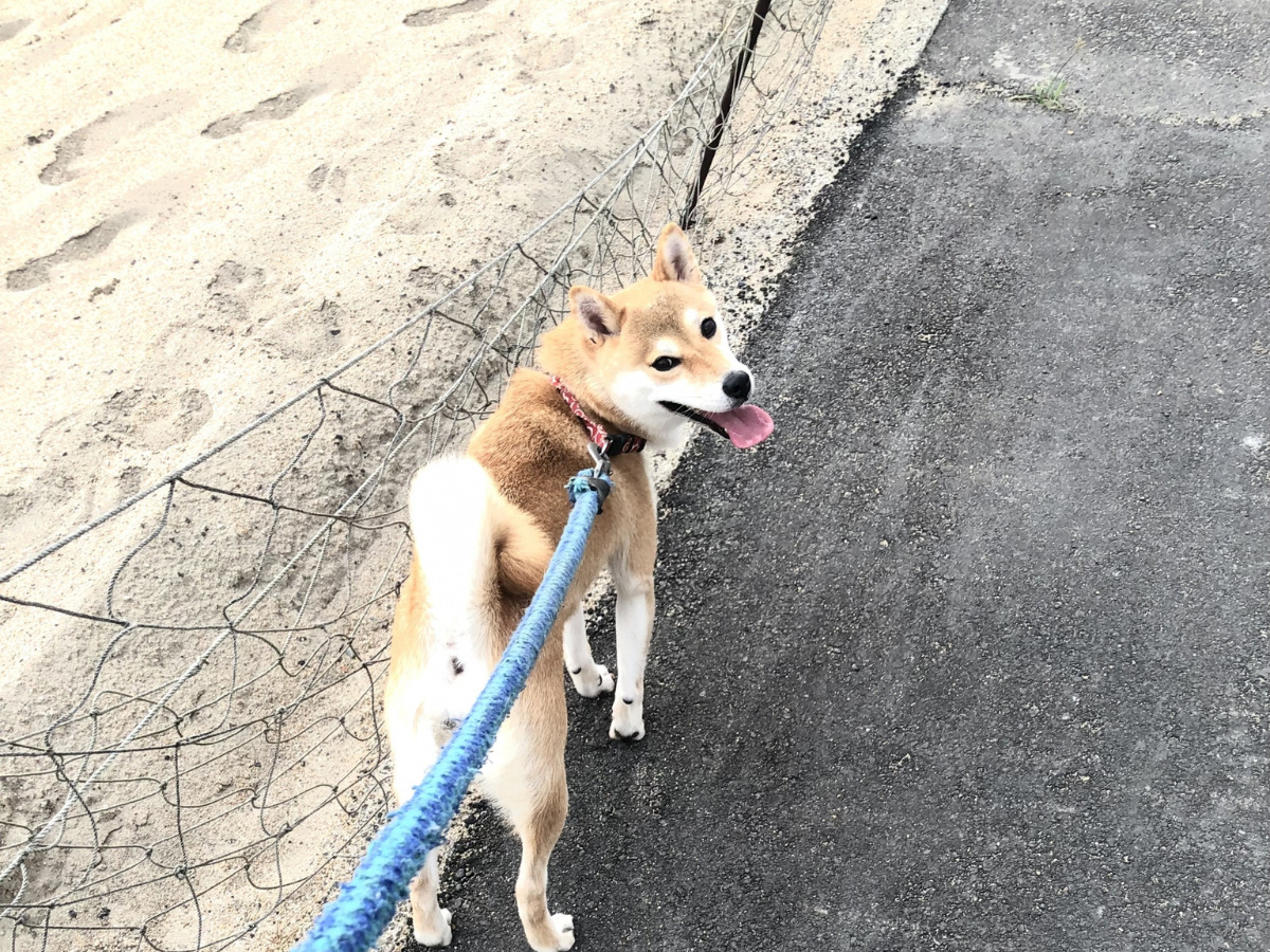 犬