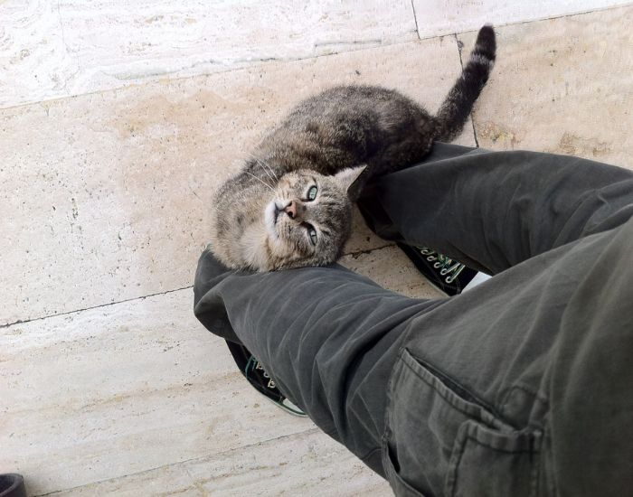 猫が足元に座っている様子