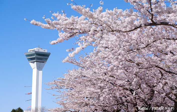 五稜郭公園の桜の画像