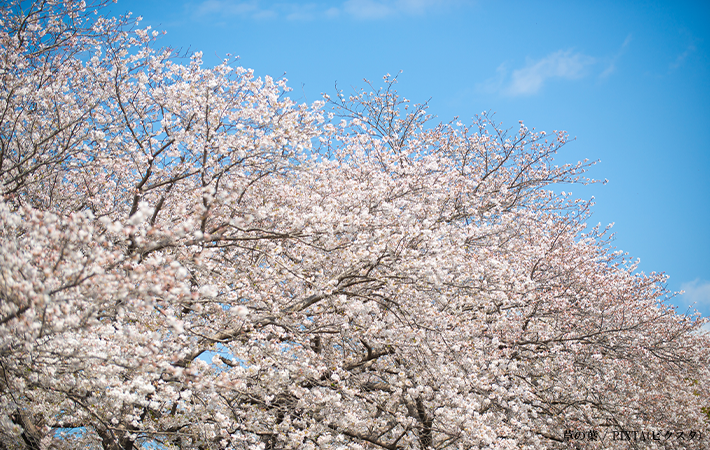 青空と桜の画像