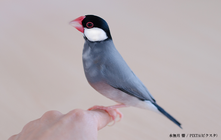 文鳥の性格や特徴
