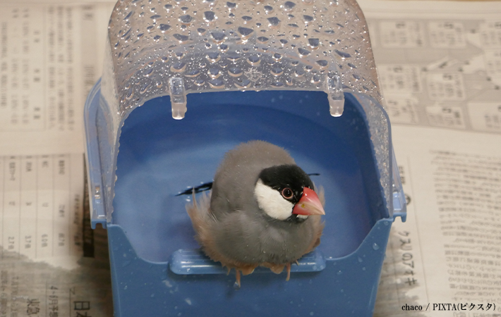 文鳥が好きなこと、嫌いなこと