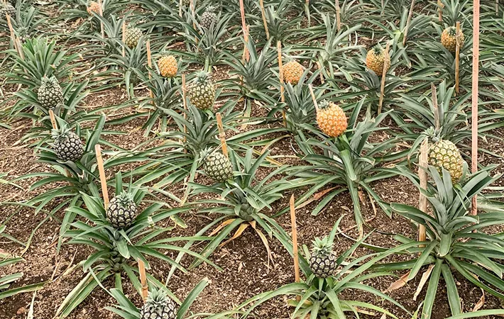 パイナップルは『野菜』と『果物』どっち？