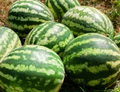 スイカを長持ちさせる保存方法は？保存期間の目安も解説