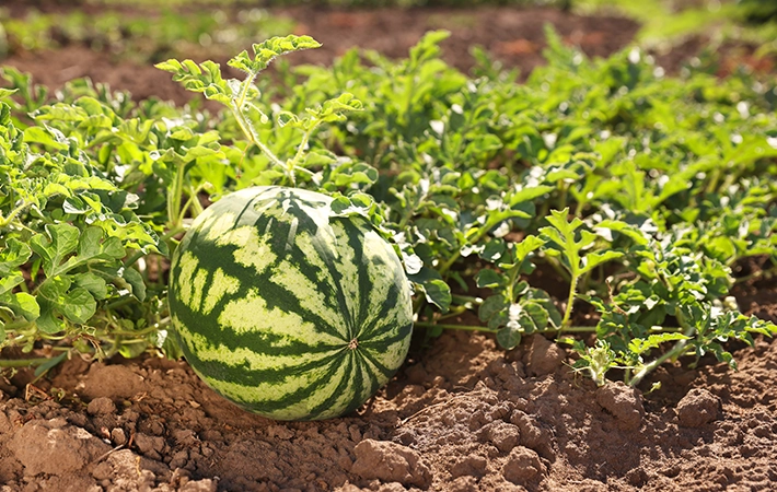 スイカは野菜か果物かどっち？