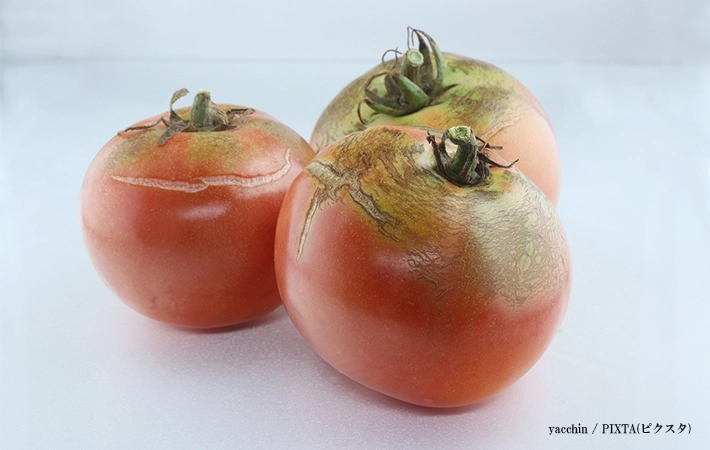 賞味期限が切れて傷んでいるトマトの見分け方