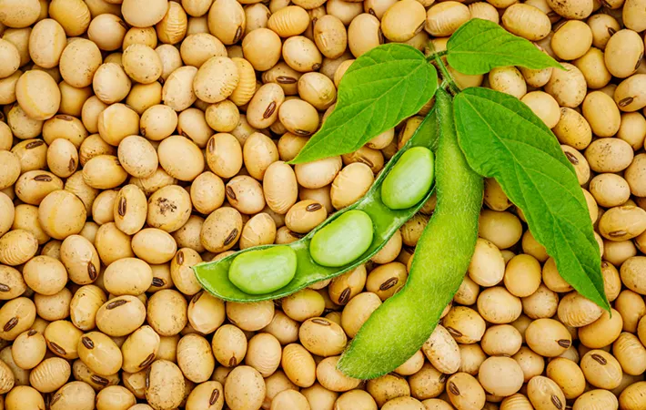 枝豆と大豆は同じもの？違いは何？