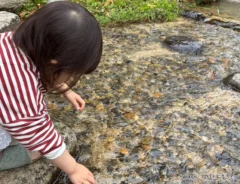 水辺の女の子の写真