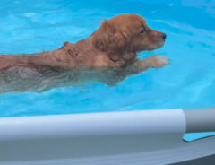 プールの中を泳ぐ犬の写真