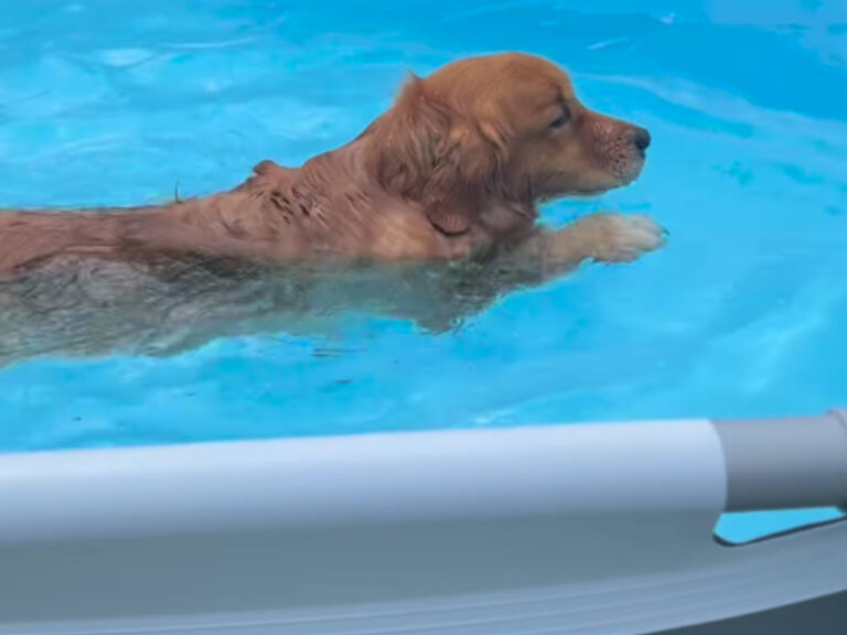 プールの中を泳ぐ犬の写真