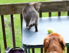 猫と犬の写真