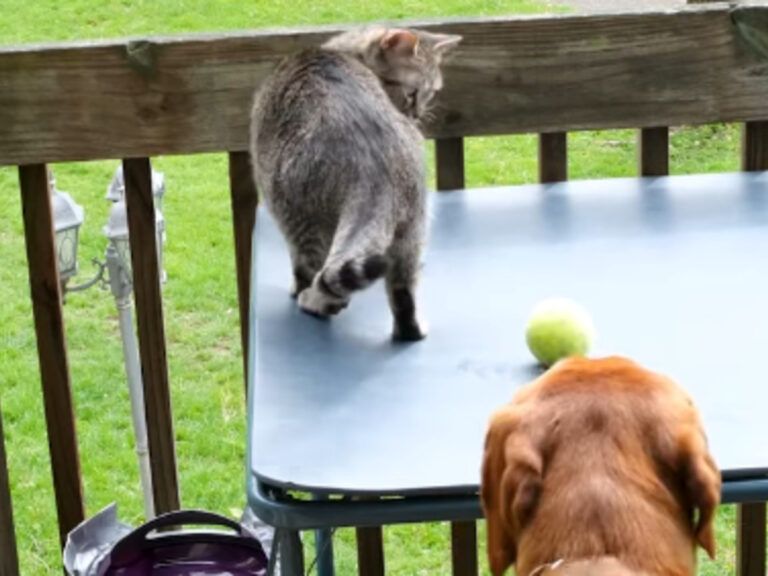 猫と犬の写真