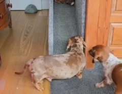 犬の写真