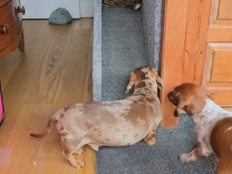 犬の写真