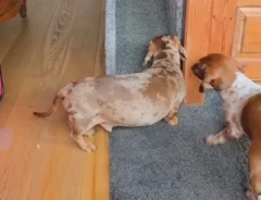犬の写真