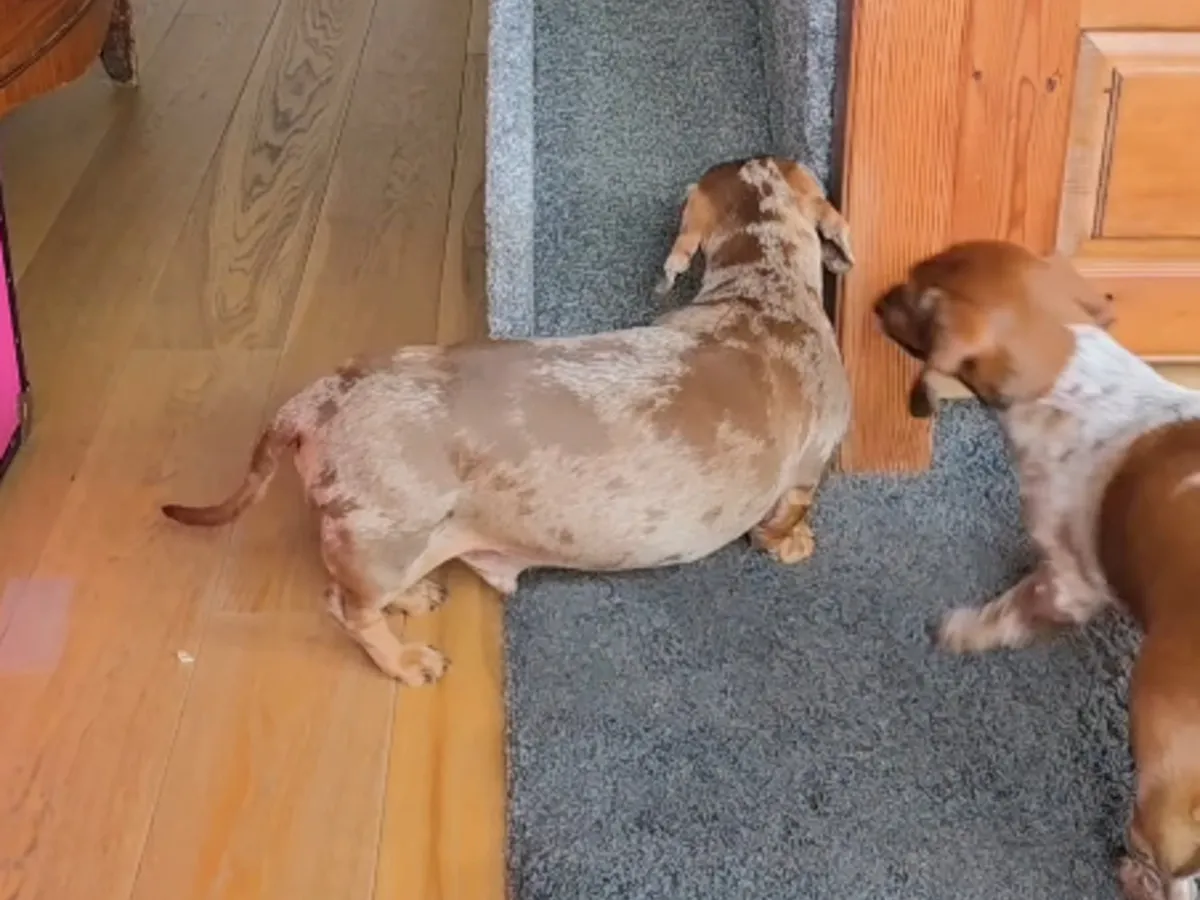 犬の写真