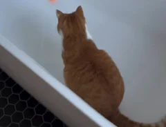 猫の写真