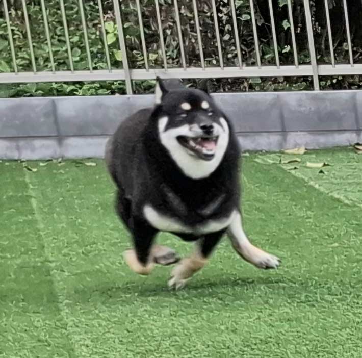柴犬