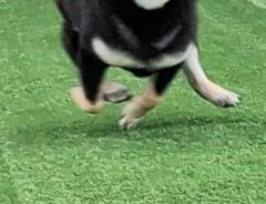 柴犬