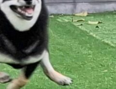 柴犬