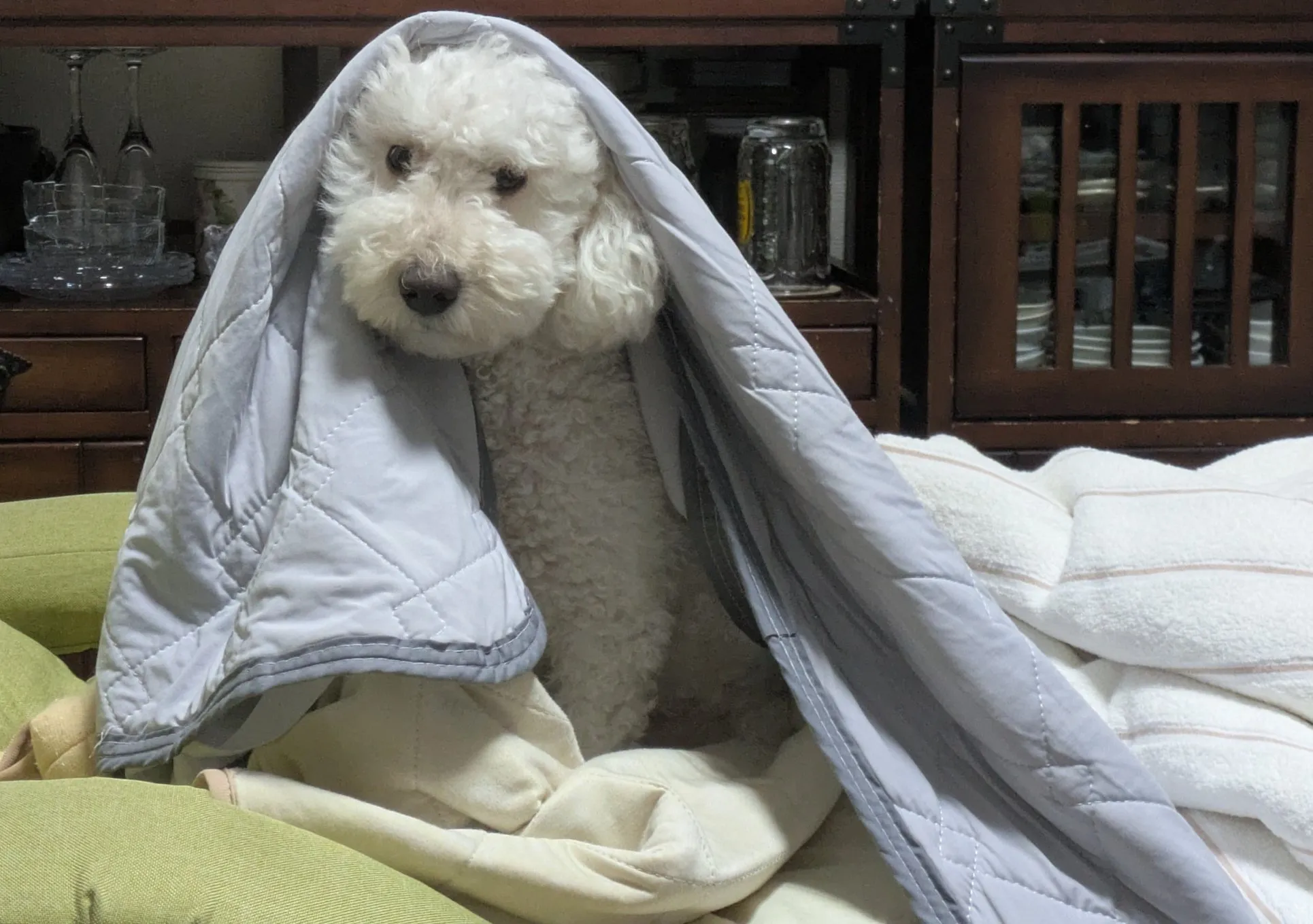 犬の写真
